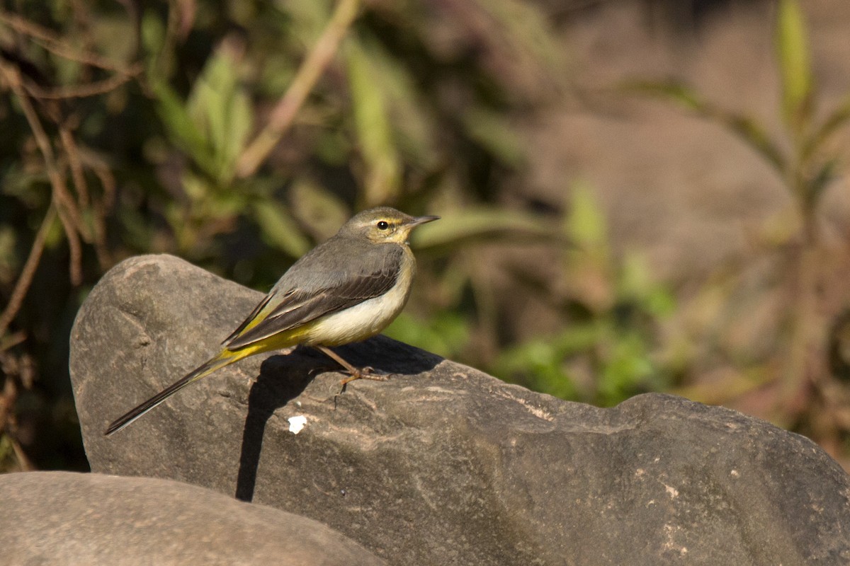 Gray Wagtail - ML620255166