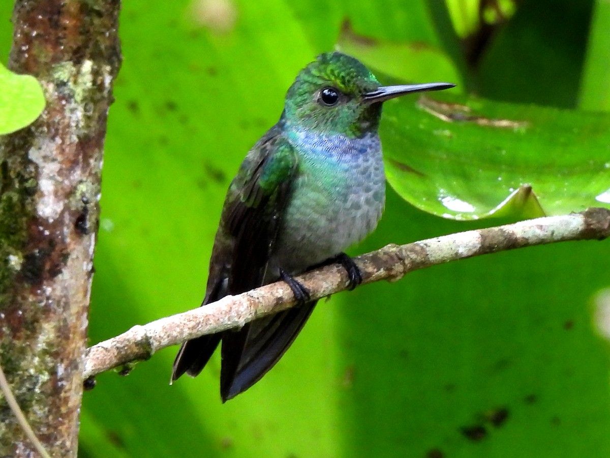 Blue-chested Hummingbird - ML620255167