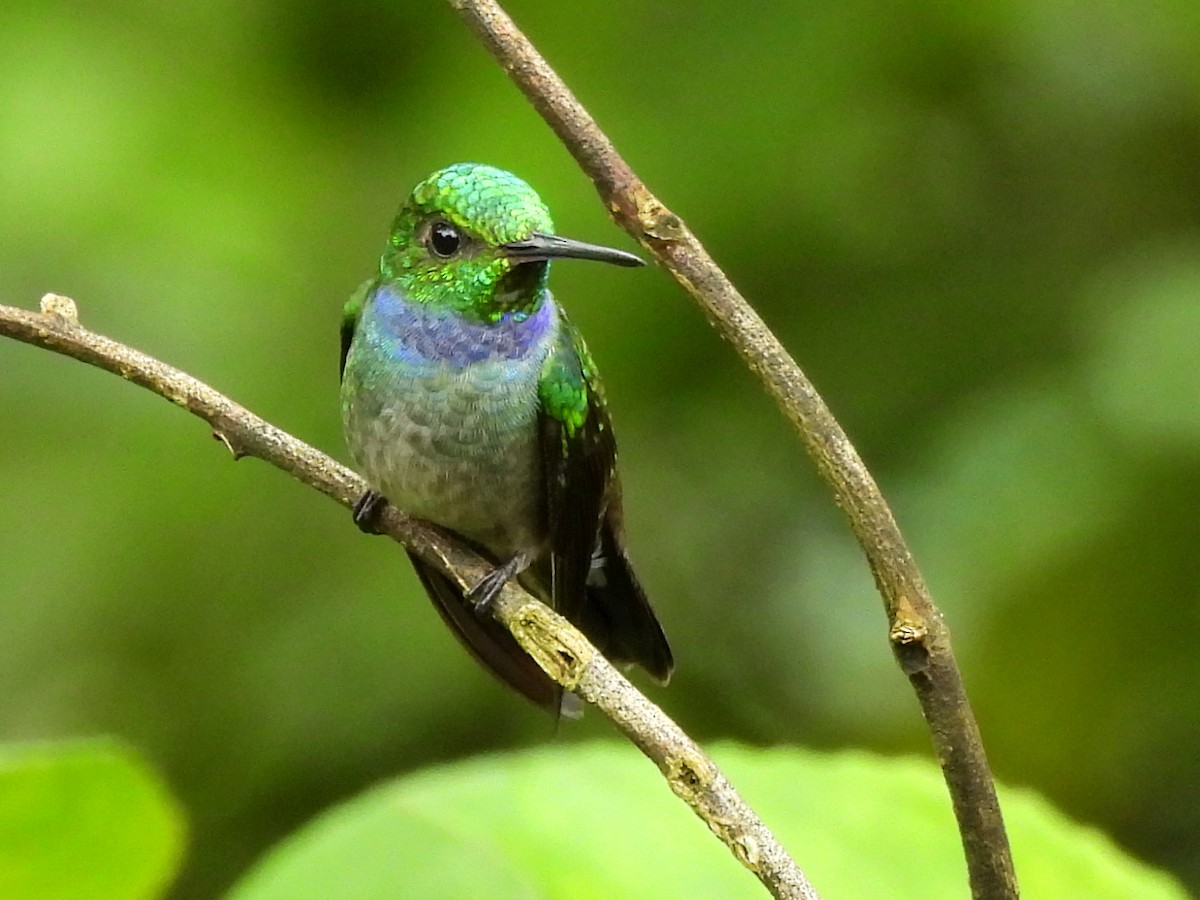 Blue-chested Hummingbird - ML620255168