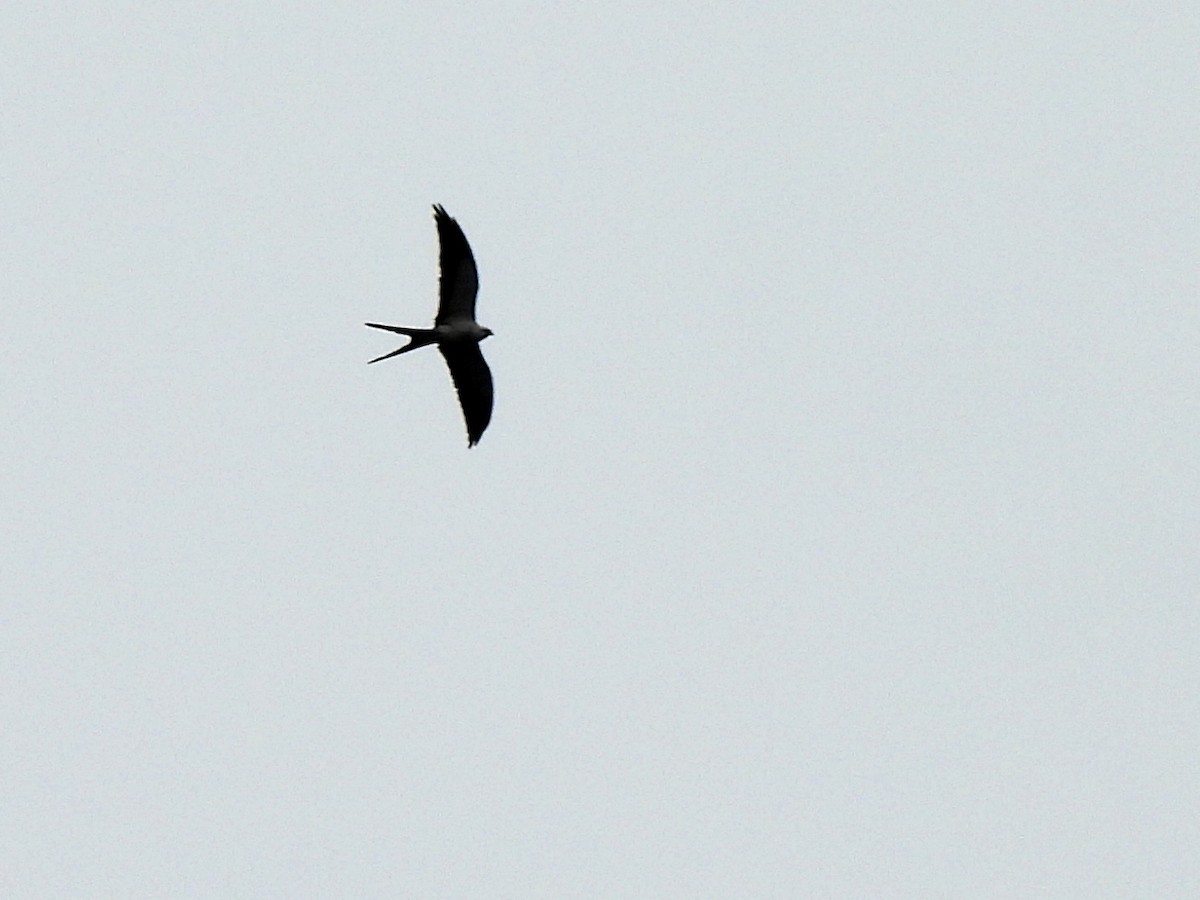 Swallow-tailed Kite - ML620255172