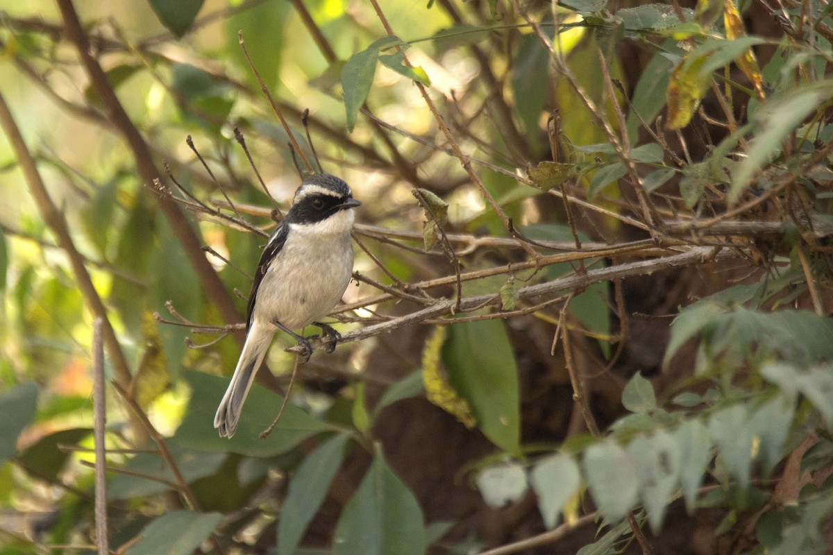 Gray Bushchat - ML620255173