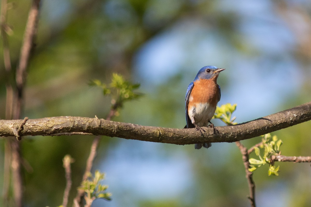 Eastern Bluebird - ML620255177