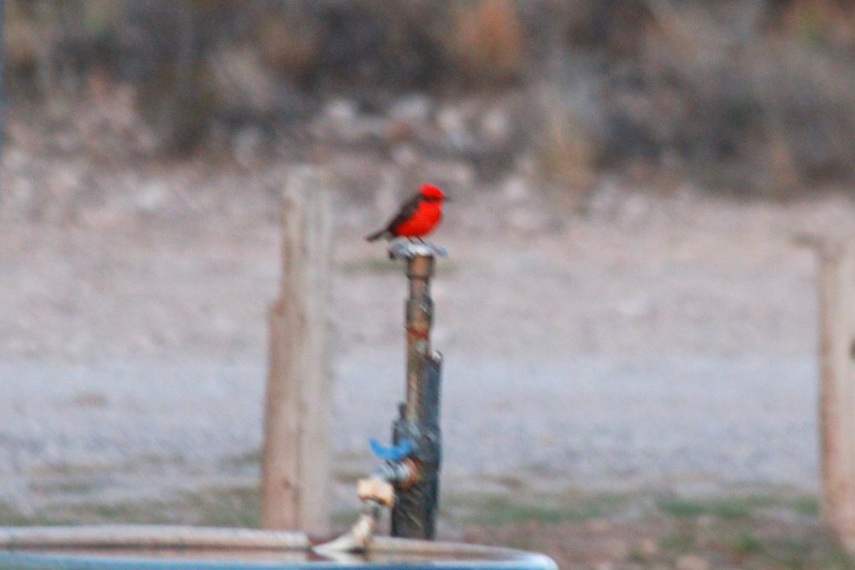 Vermilion Flycatcher - ML620255180