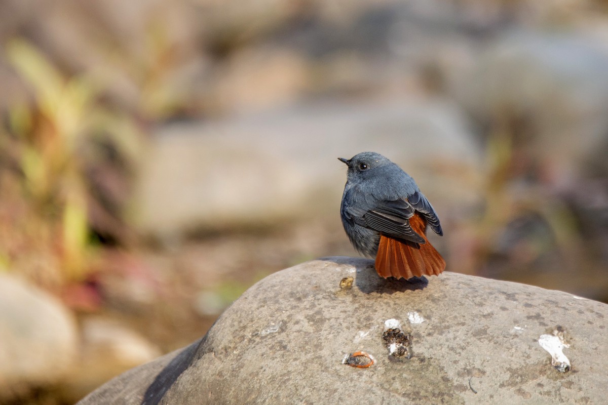 Plumbeous Redstart - ML620255182