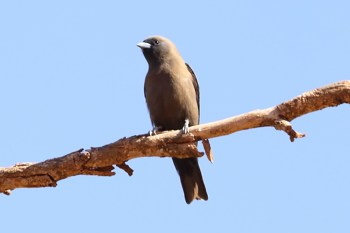 Little Woodswallow - ML620255183