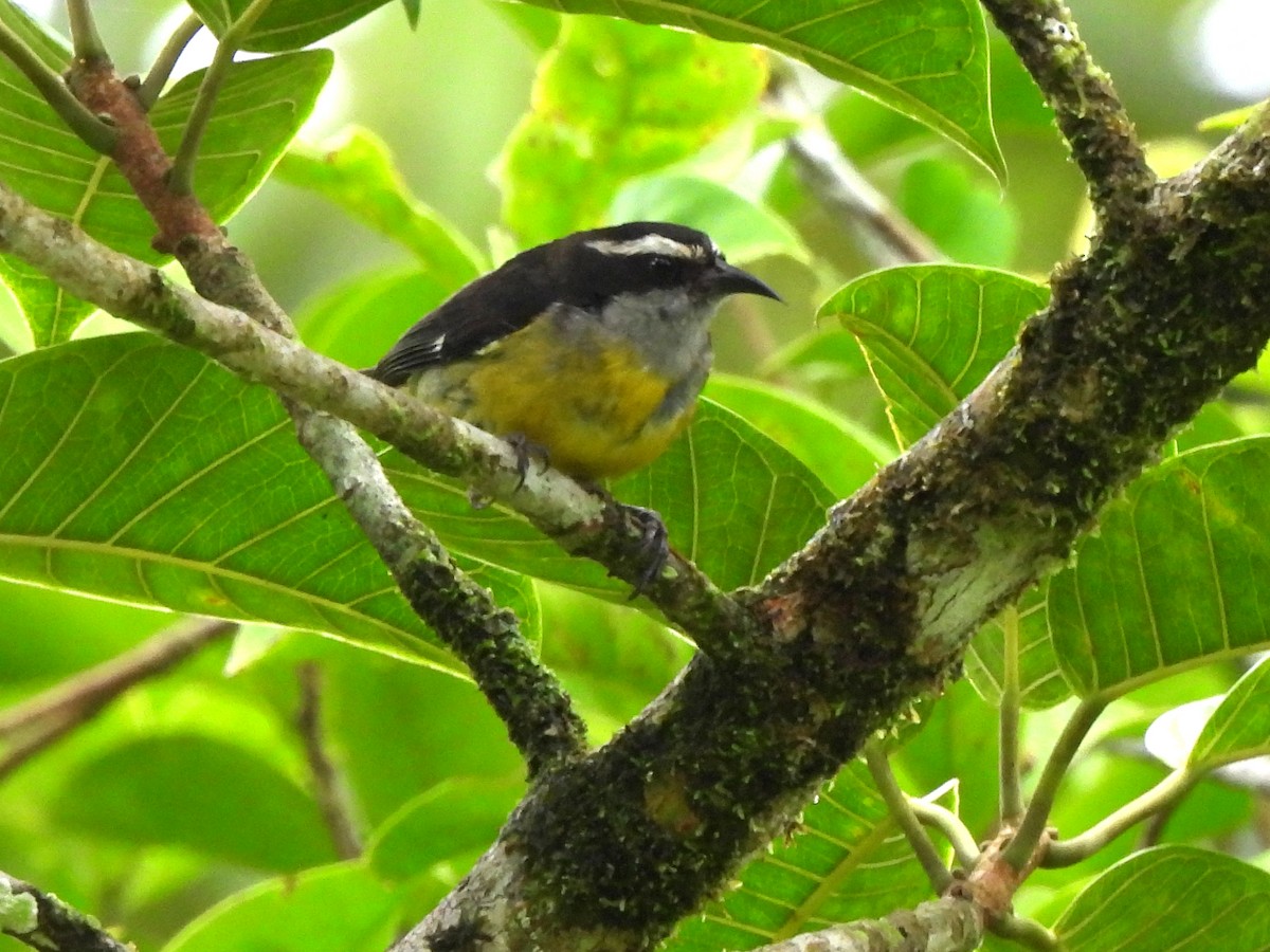 Bananaquit - Kiandra Mitchell