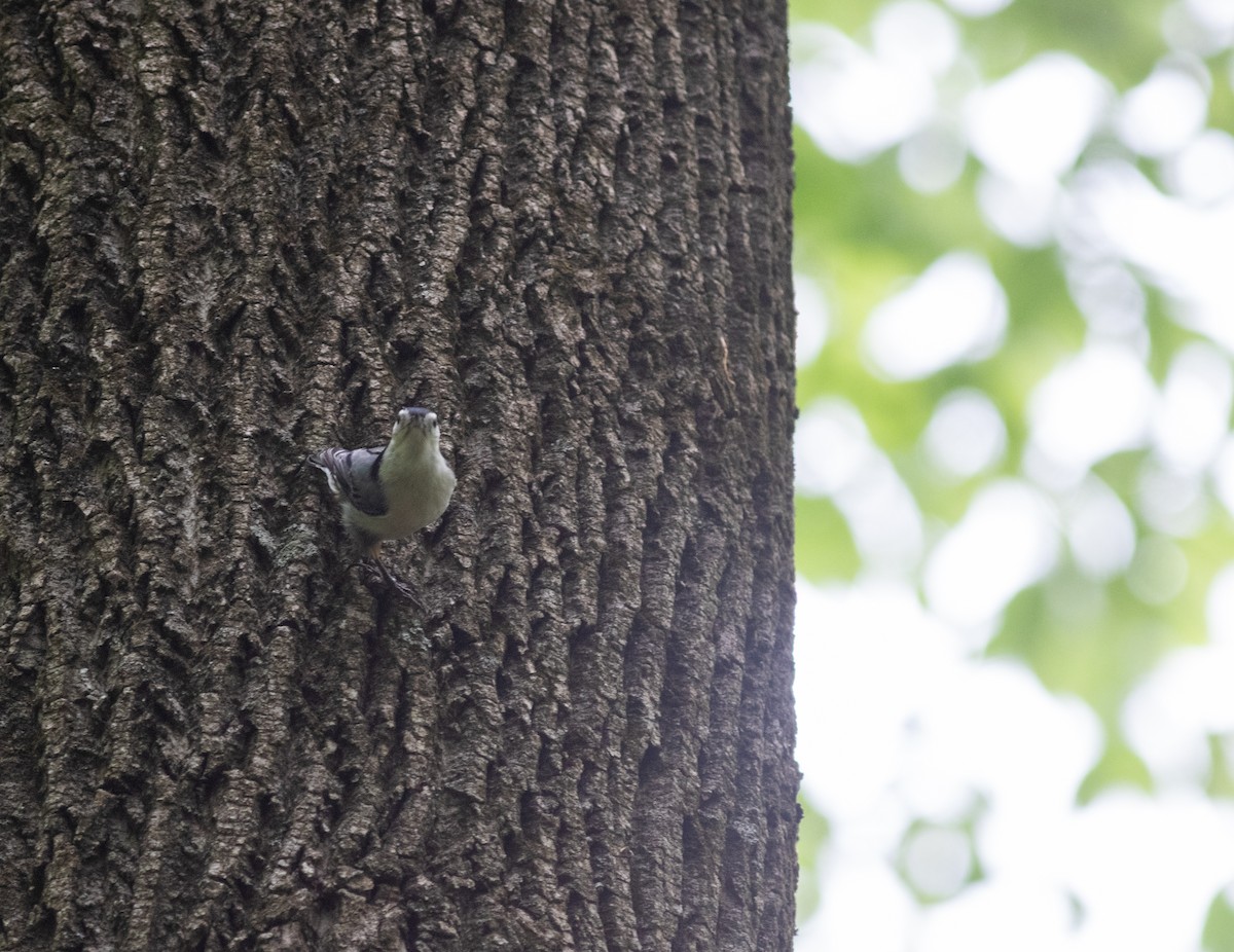 White-breasted Nuthatch - ML620255185