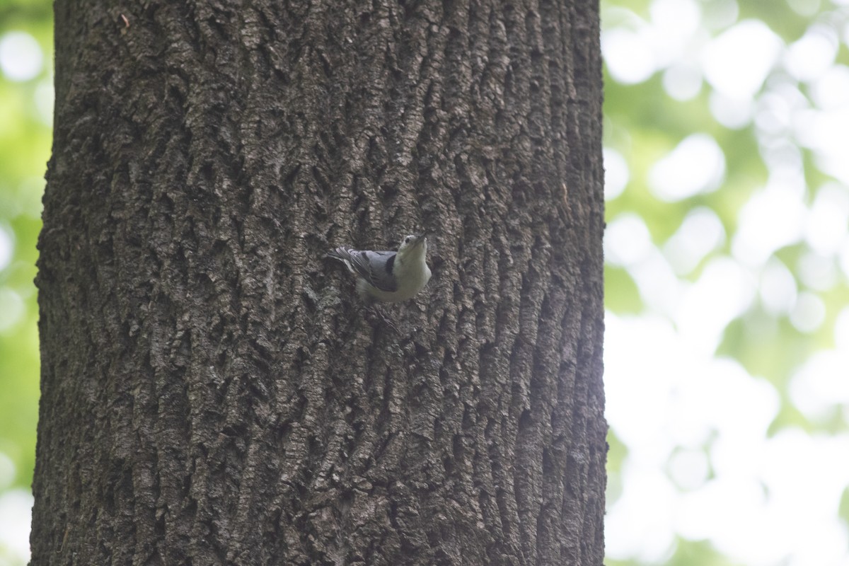 White-breasted Nuthatch - ML620255186