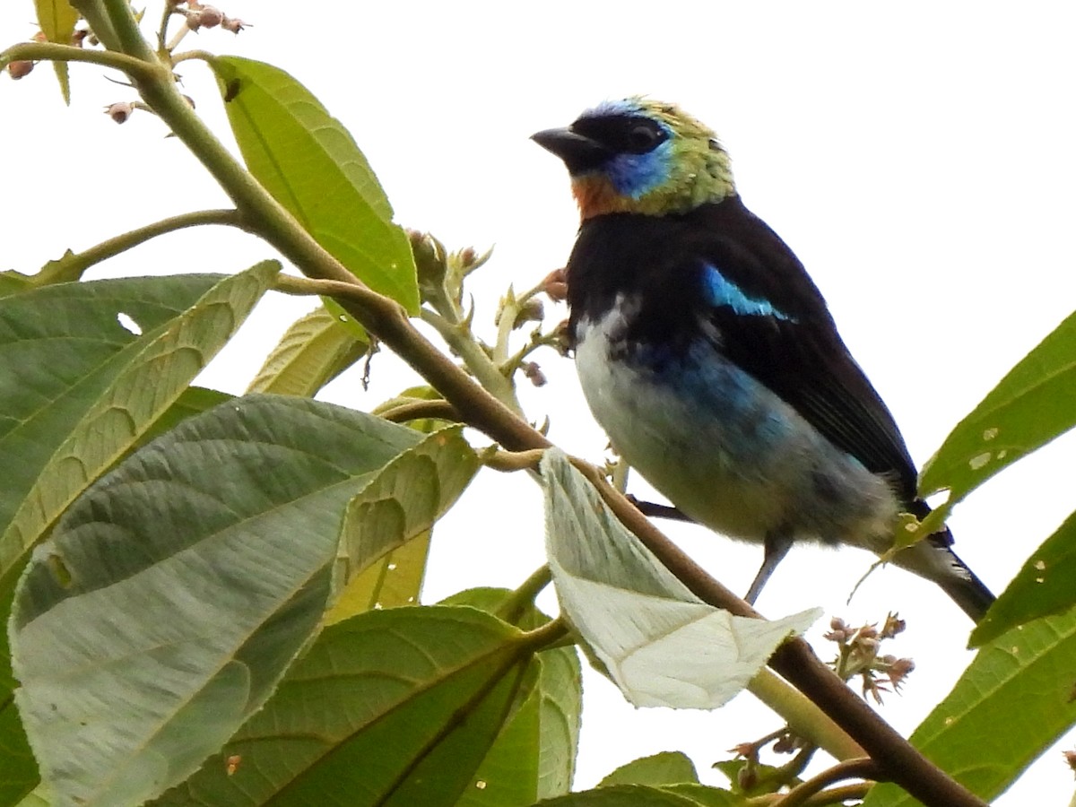 Golden-hooded Tanager - ML620255190