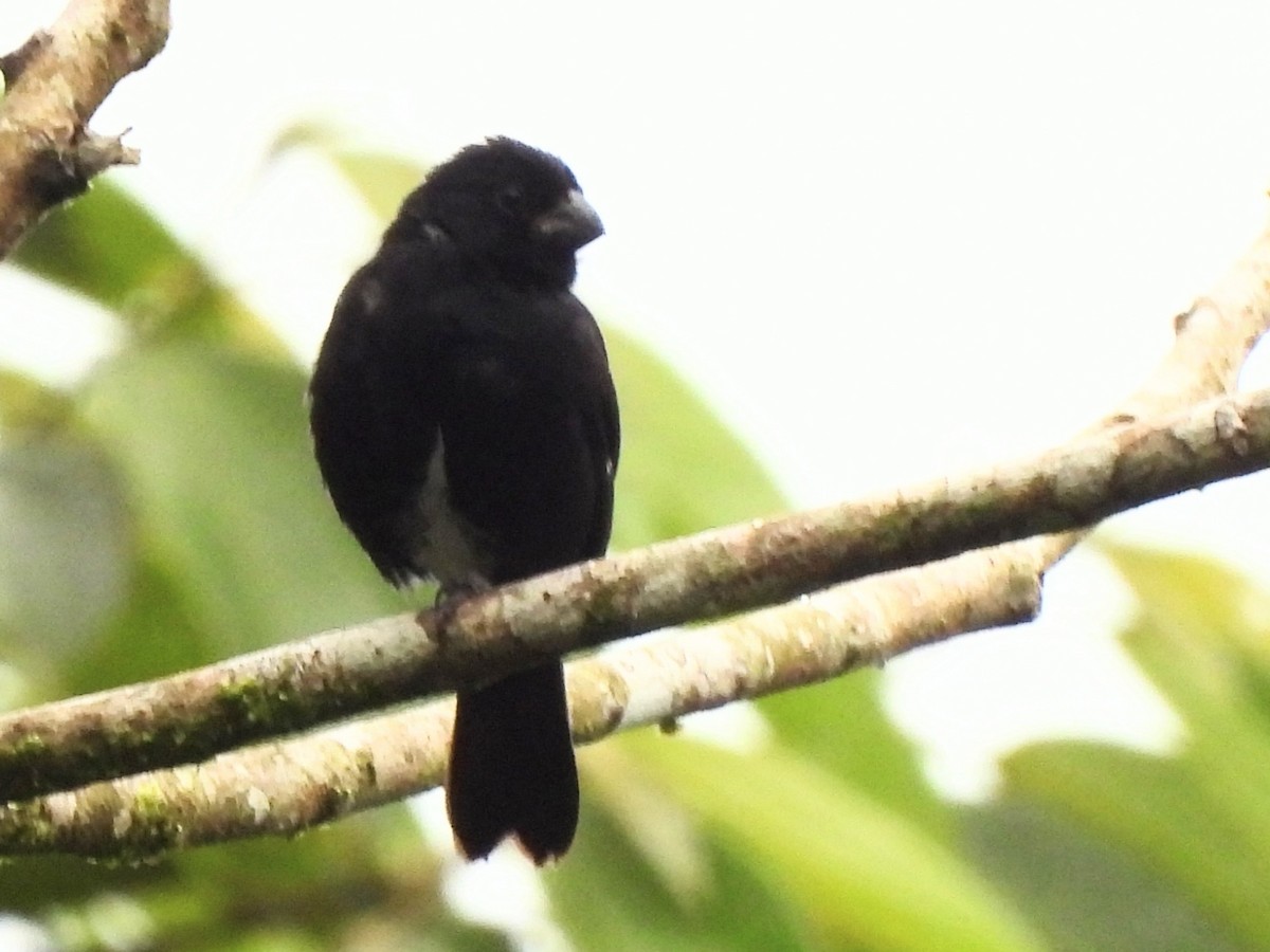 Variable Seedeater - ML620255194