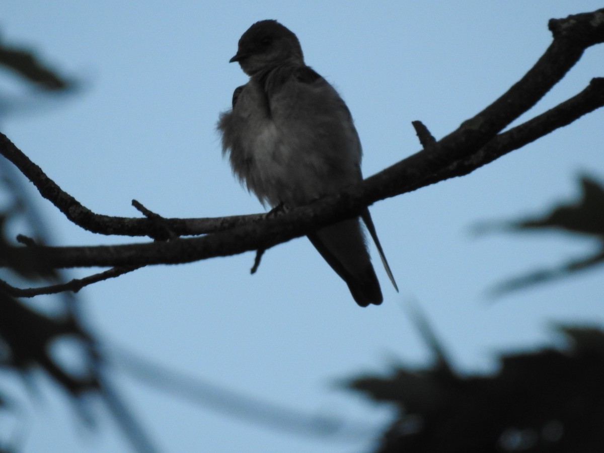 Northern Rough-winged Swallow - ML620255202