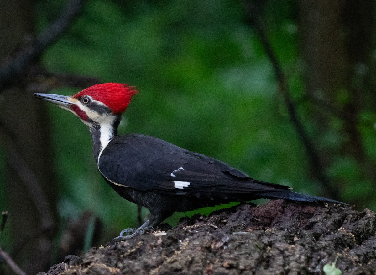 Pileated Woodpecker - ML620255206