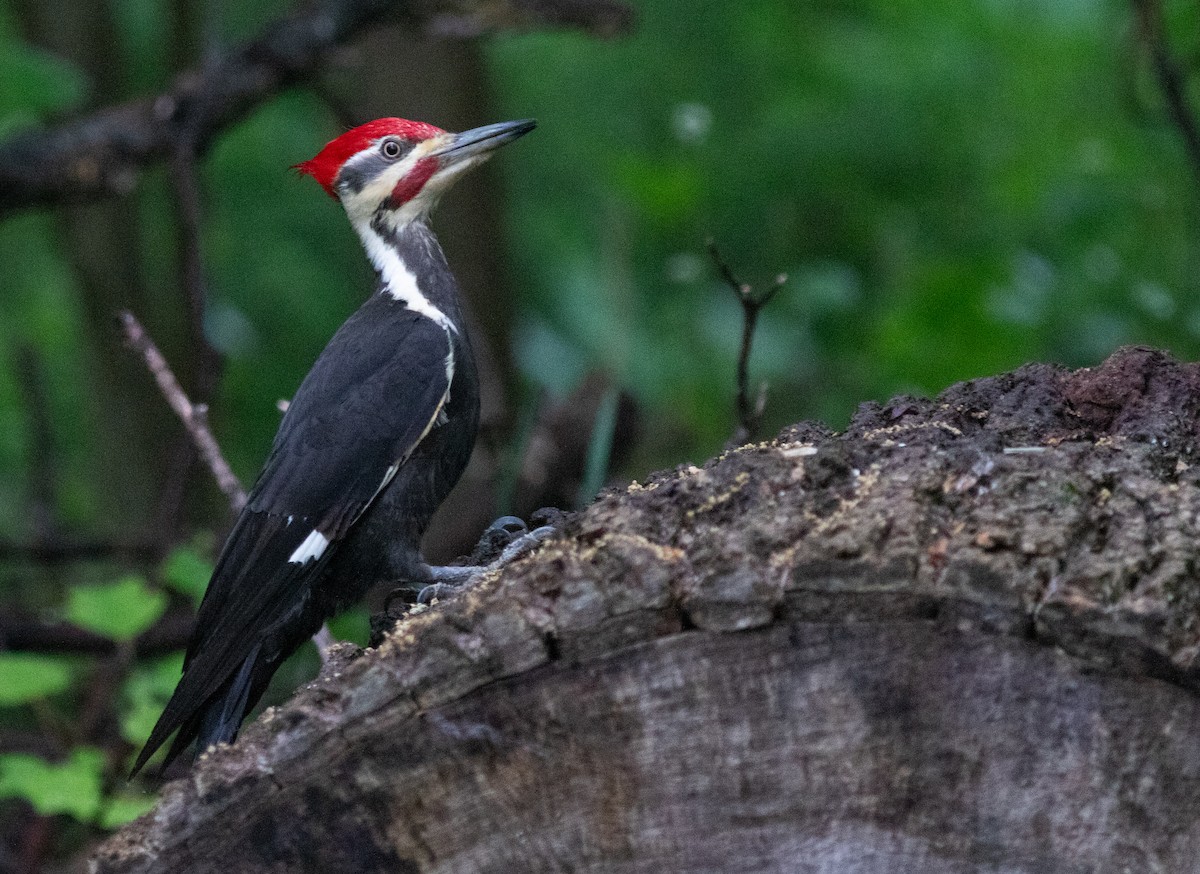 Pileated Woodpecker - ML620255207