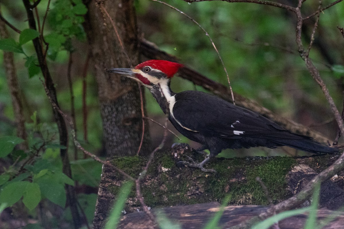 Pileated Woodpecker - ML620255208