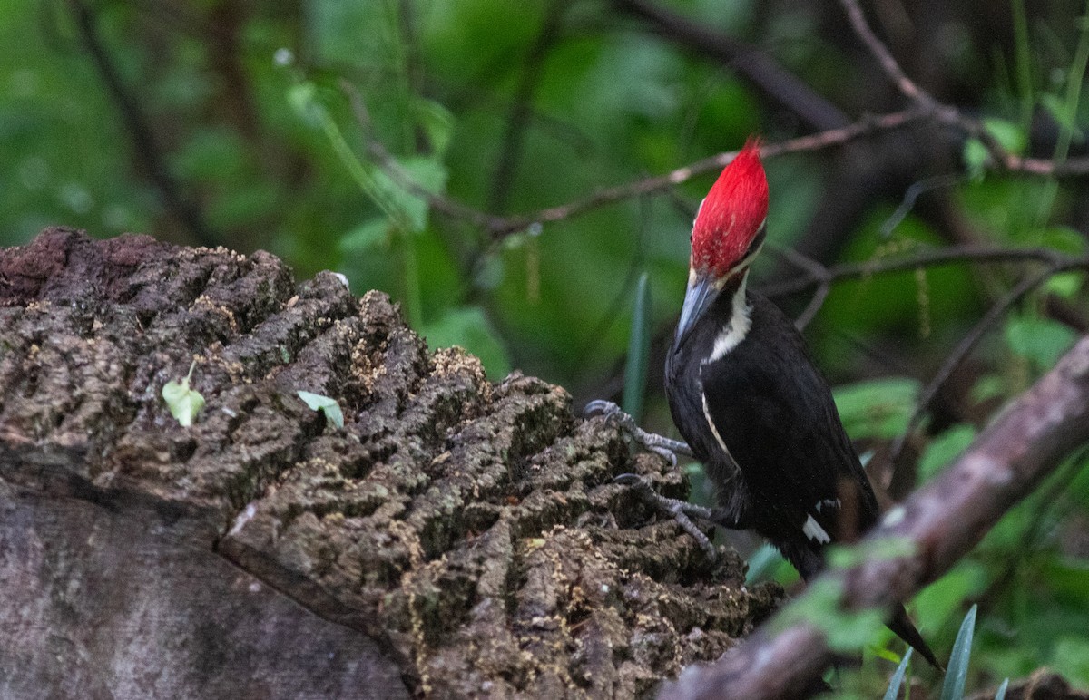 Pileated Woodpecker - ML620255209