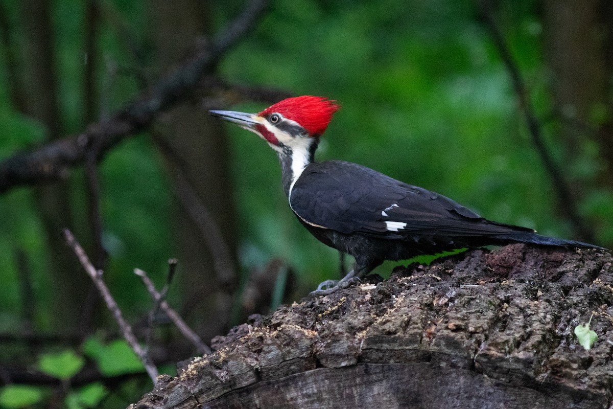 Pileated Woodpecker - ML620255211