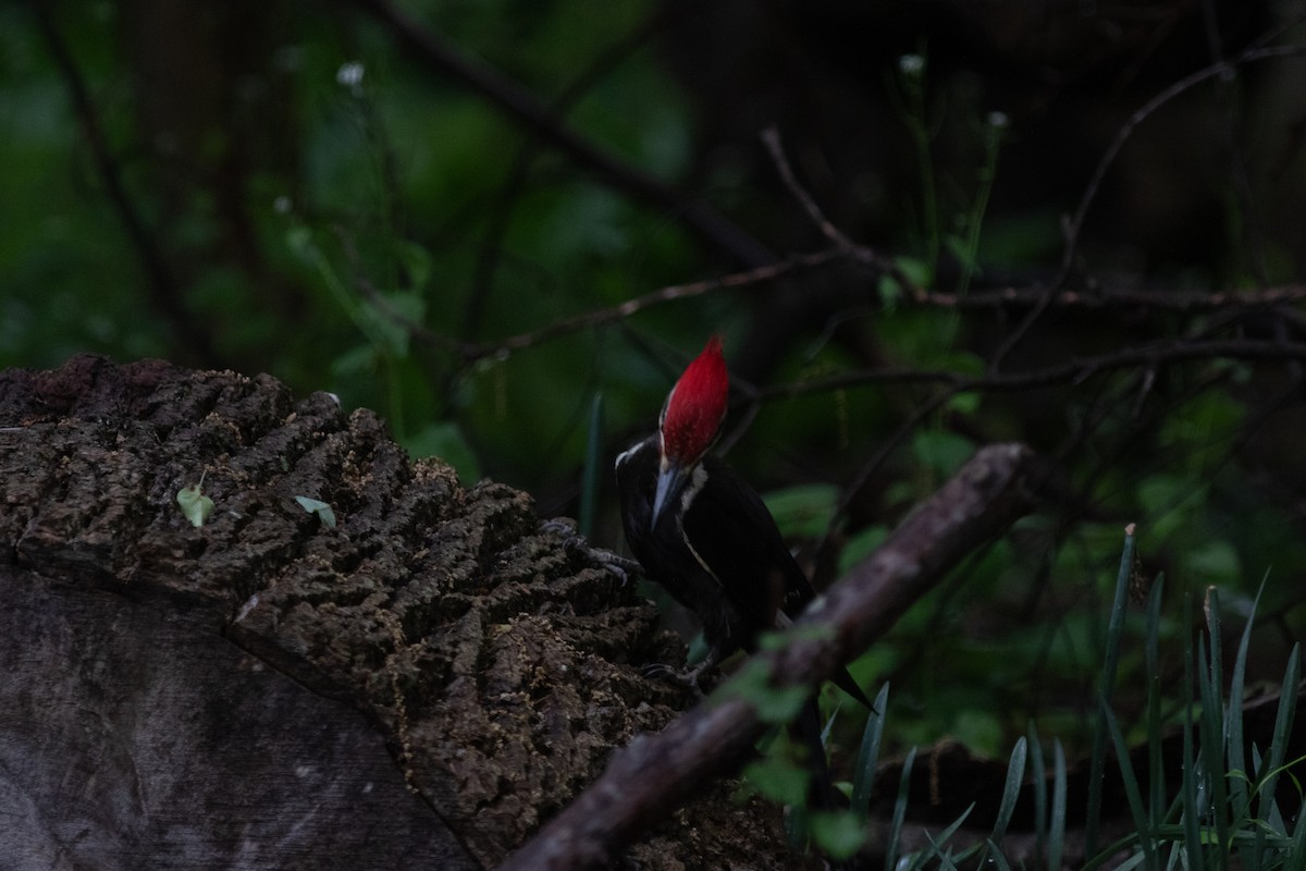 Pileated Woodpecker - ML620255213