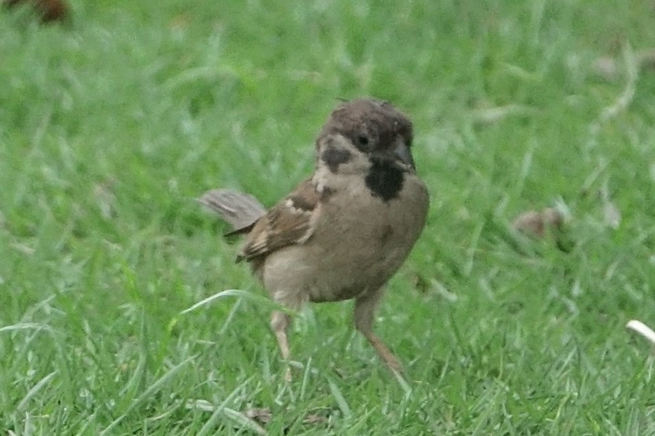 Eurasian Tree Sparrow - ML620255218