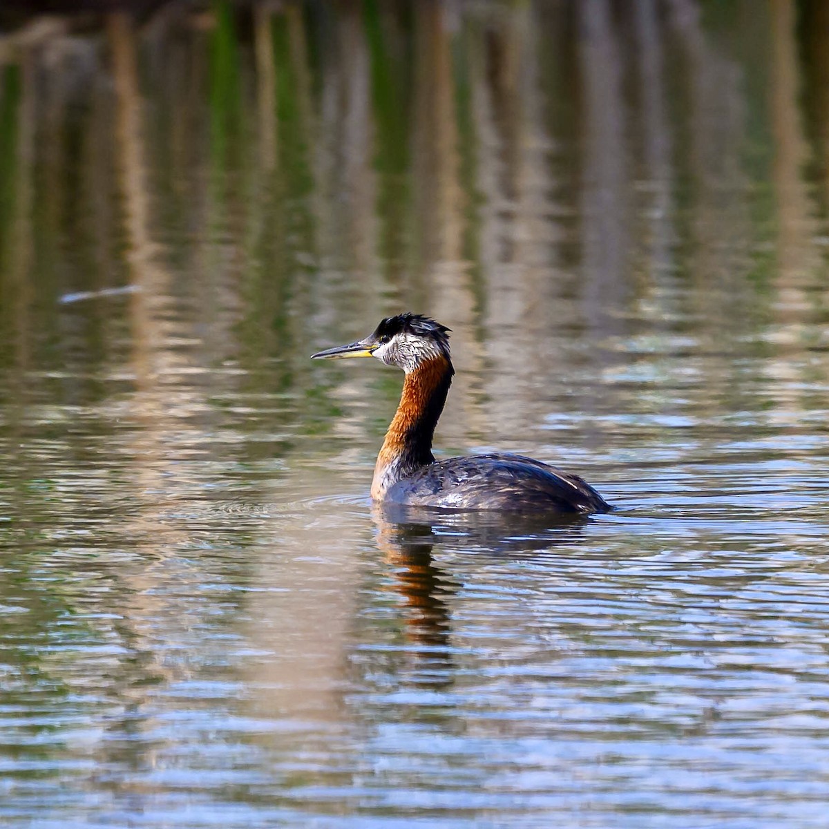 Red-necked Grebe - ML620255220