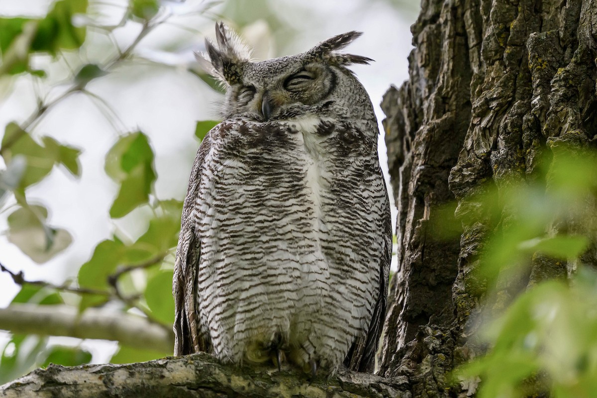 Great Horned Owl - ML620255221
