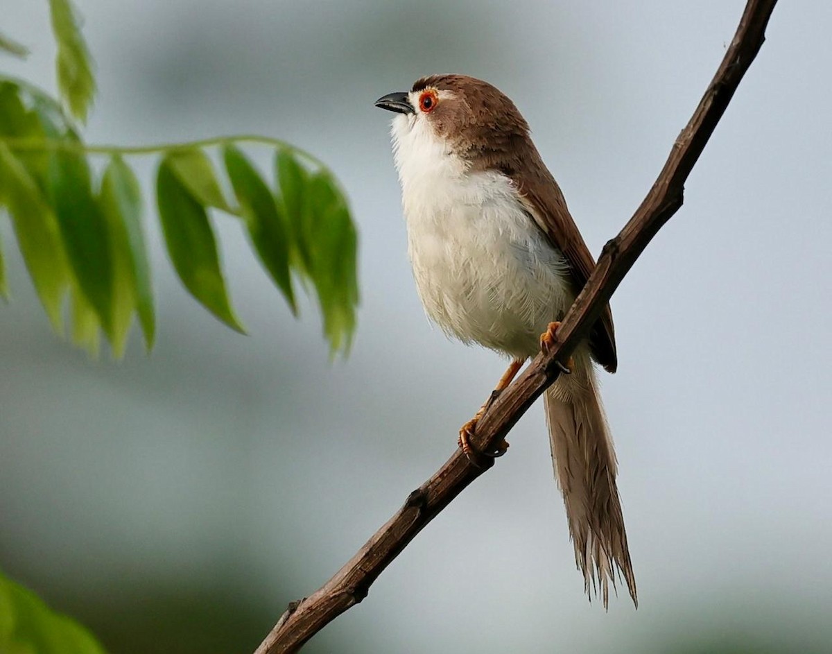 Yellow-eyed Babbler - ML620255222