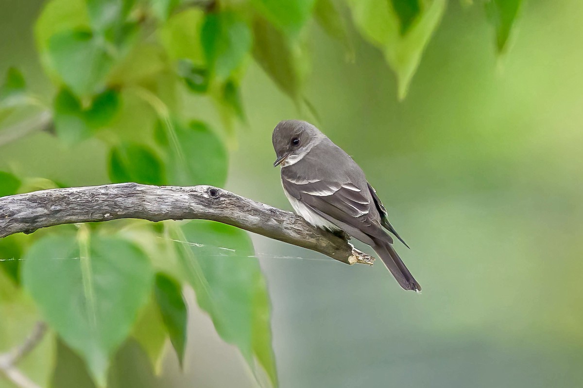 Western Wood-Pewee - ML620255229