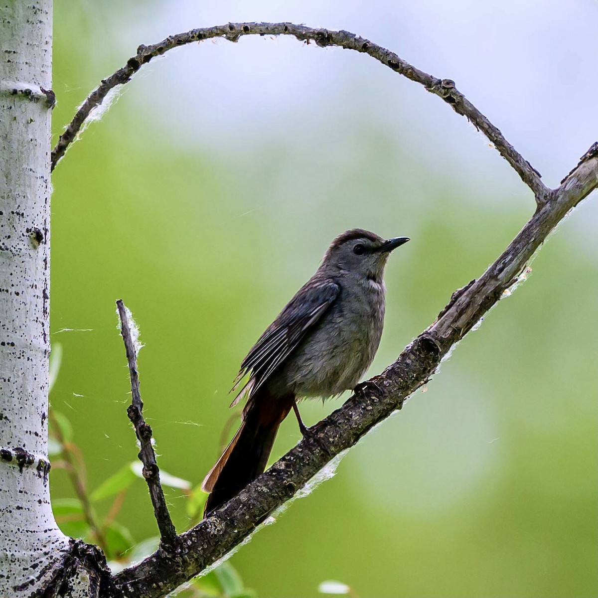 Gray Catbird - ML620255230