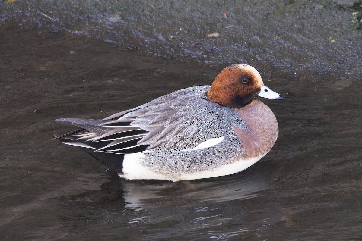 Eurasian Wigeon - ML620255232