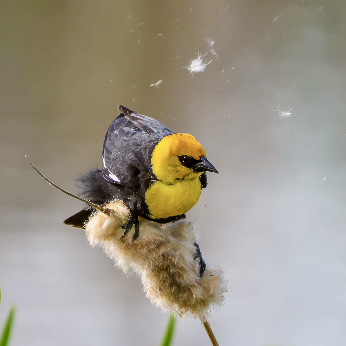 Yellow-headed Blackbird - ML620255233