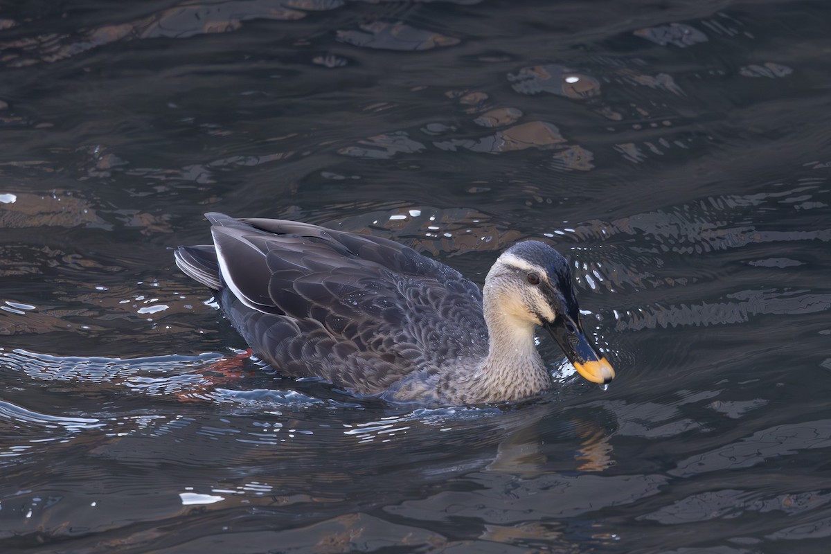 Eastern Spot-billed Duck - ML620255234