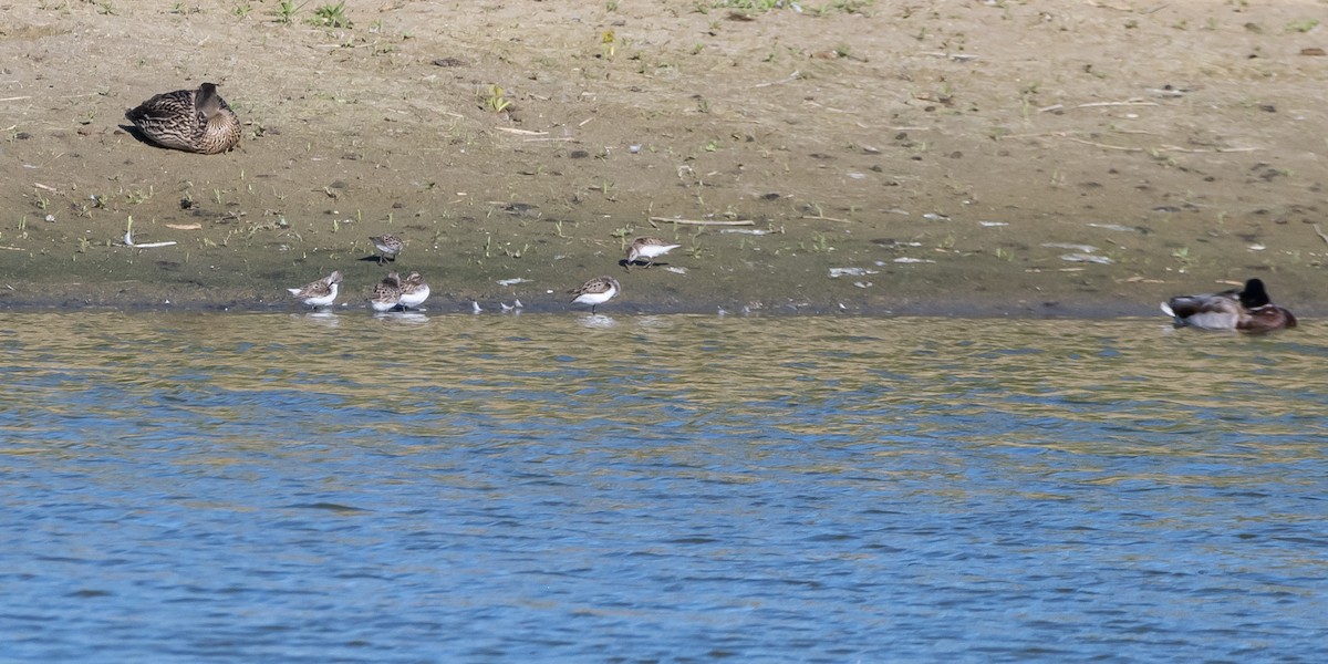 Semipalmated Sandpiper - Roy Chatburn