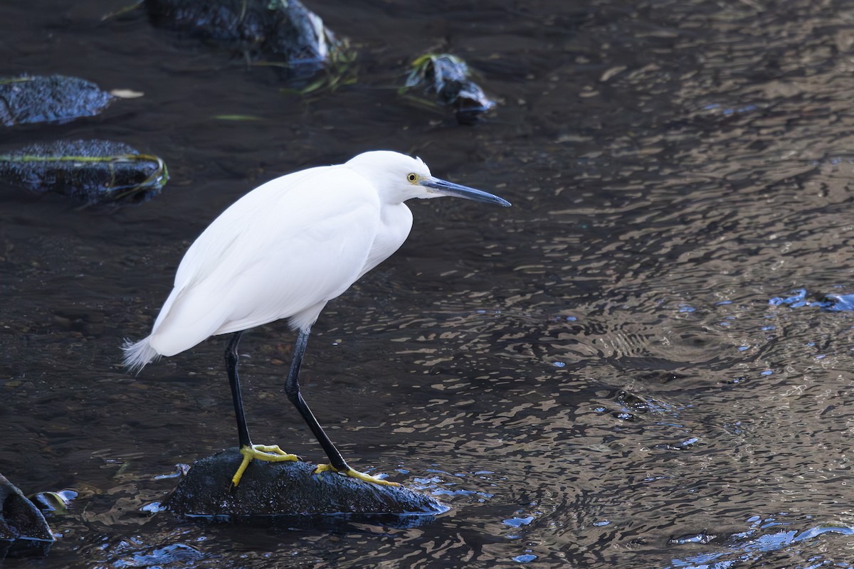 Little Egret - ML620255238