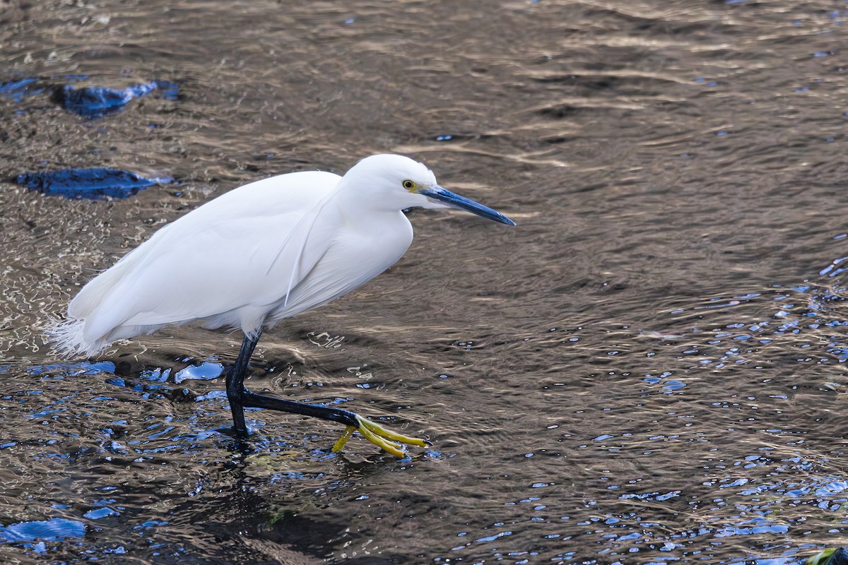 Little Egret - ML620255239