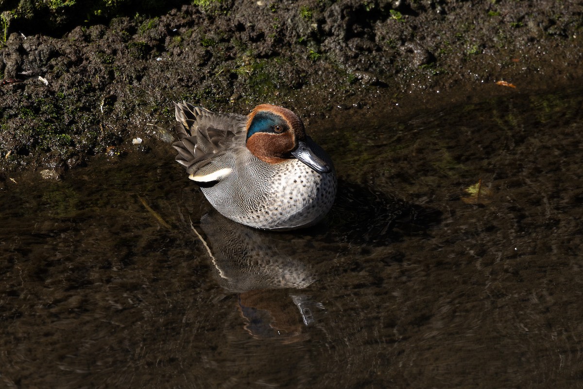 Green-winged Teal - ML620255241