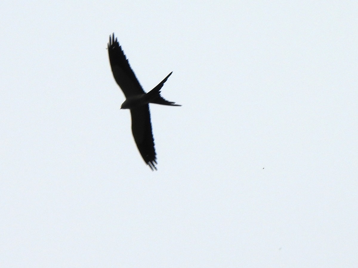 Swallow-tailed Kite - ML620255243