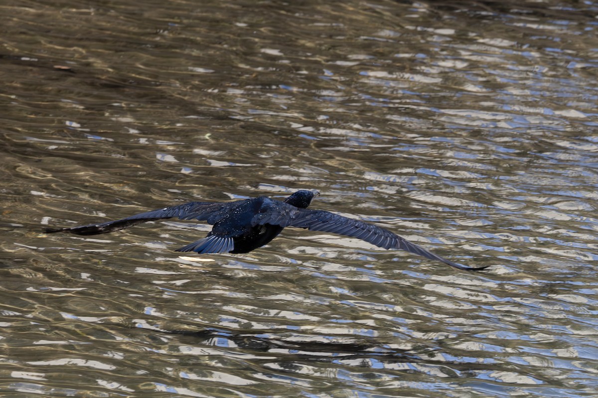 Cormorán Japonés - ML620255244