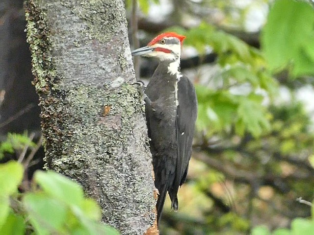 Pileated Woodpecker - ML620255245