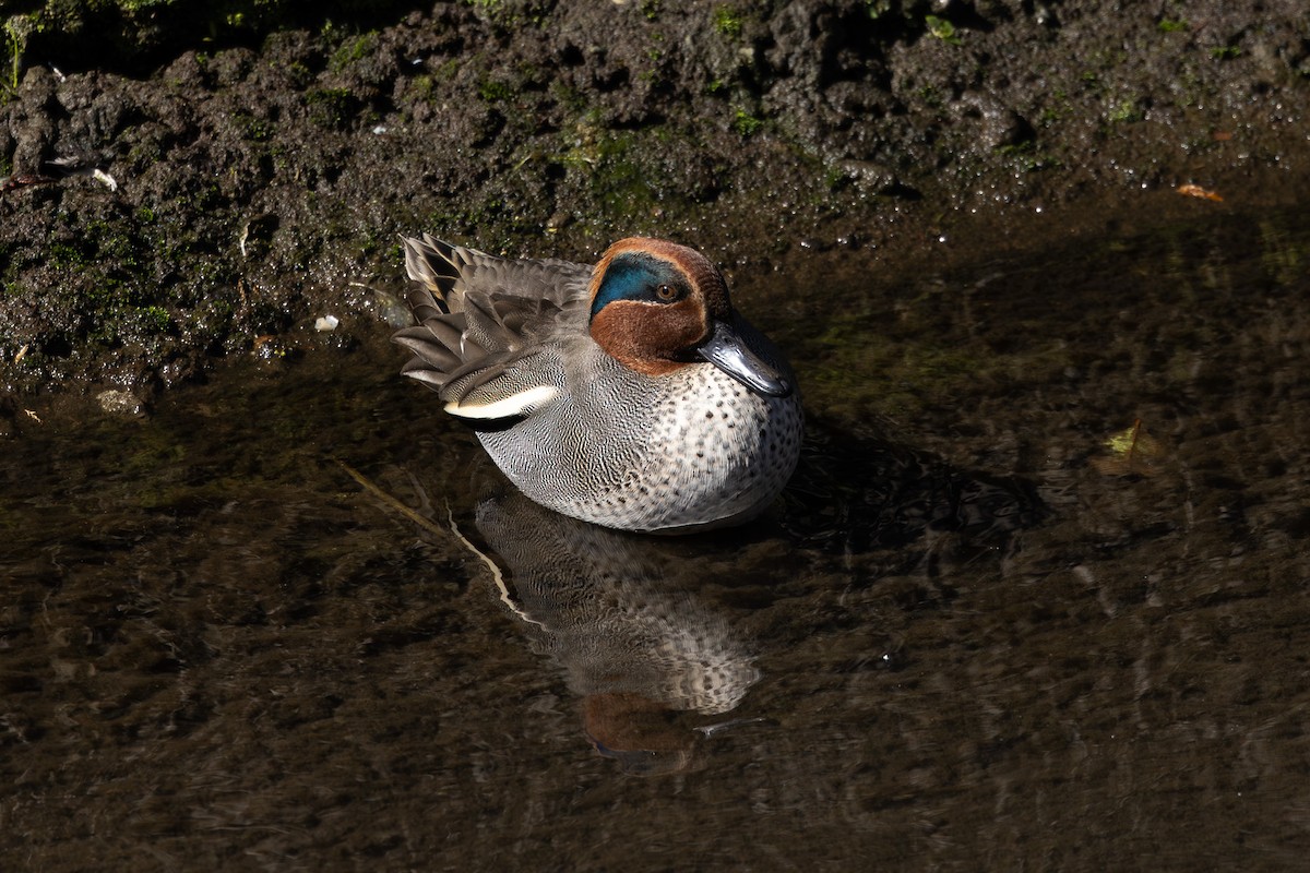 Green-winged Teal - ML620255248