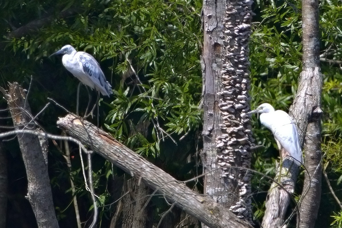 Little Blue Heron - ML620255251