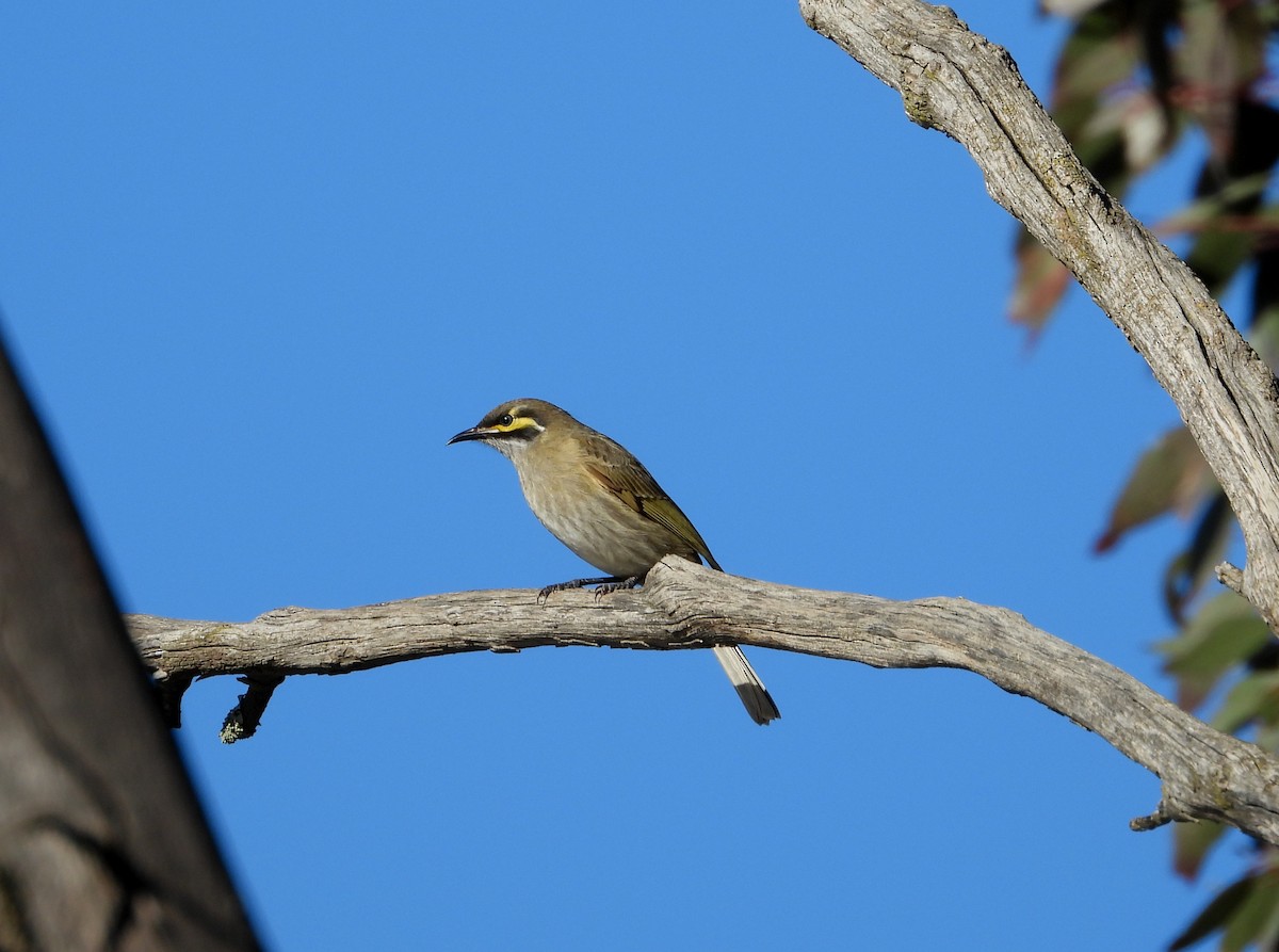 Yellow-faced Honeyeater - ML620255253