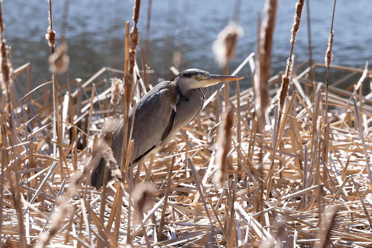 Gray Heron - ML620255254