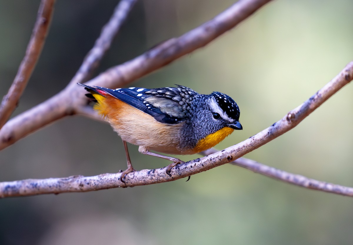 Spotted Pardalote - ML620255256