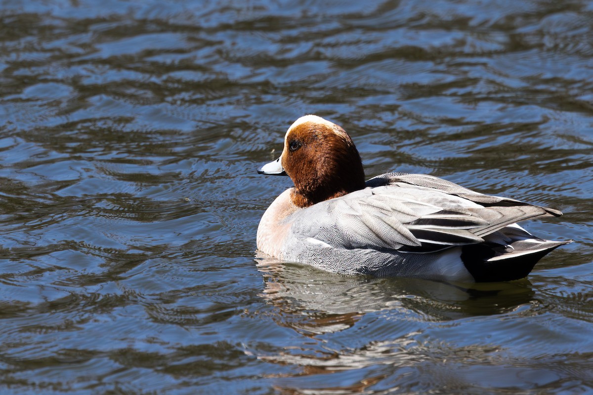 Eurasian Wigeon - ML620255257