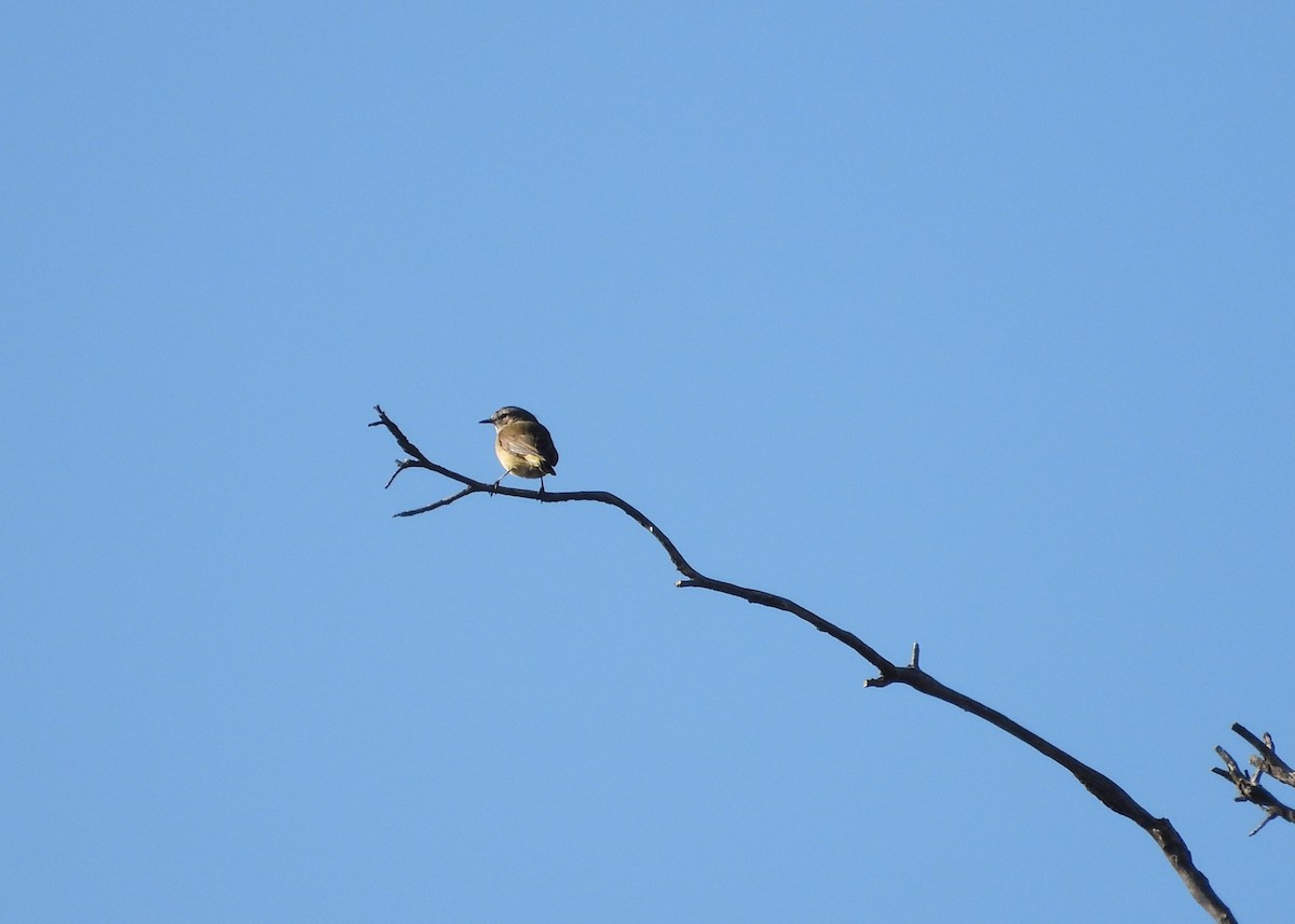 Yellow-rumped Thornbill - ML620255262