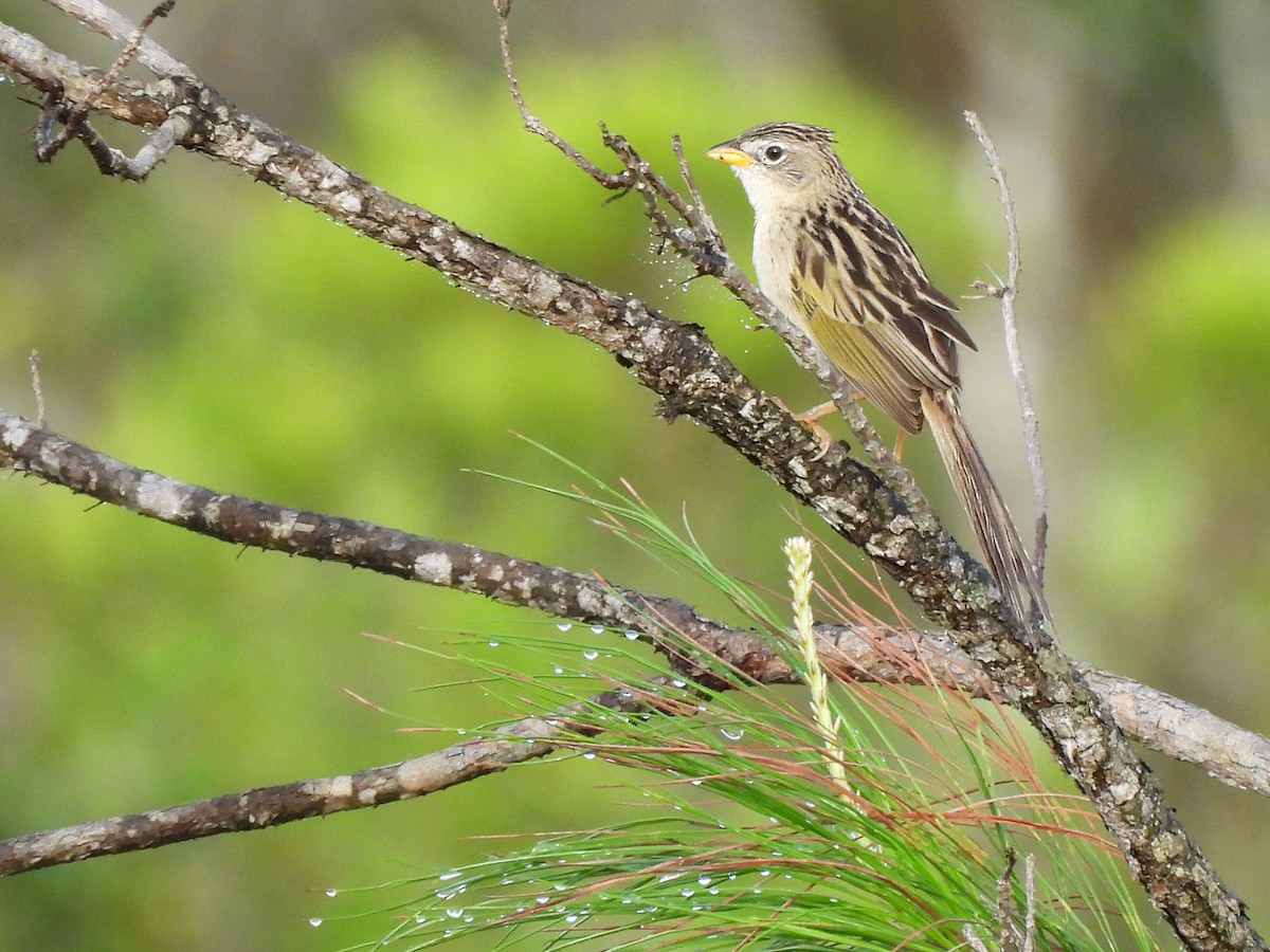 Wedge-tailed Grass-Finch - ML620255268