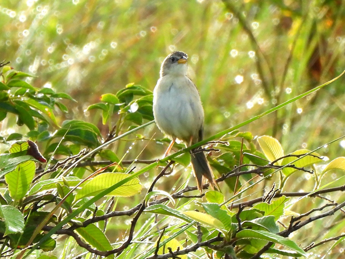 Wedge-tailed Grass-Finch - ML620255269