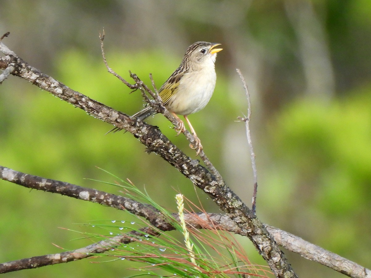 Wedge-tailed Grass-Finch - ML620255270