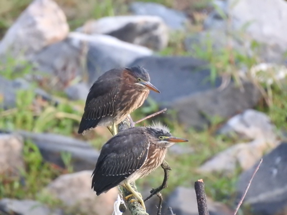 Green Heron - ML620255272