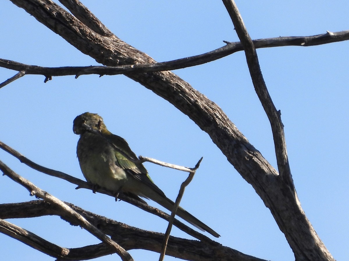 Red-rumped Parrot - ML620255280