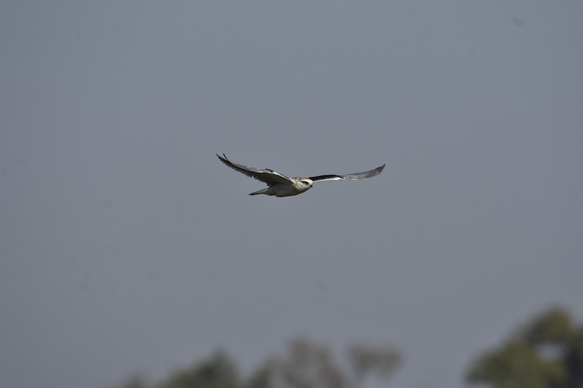 Black-winged Kite - ML620255281
